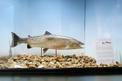 museum dhistoire naturelle blois 8-2025 2326